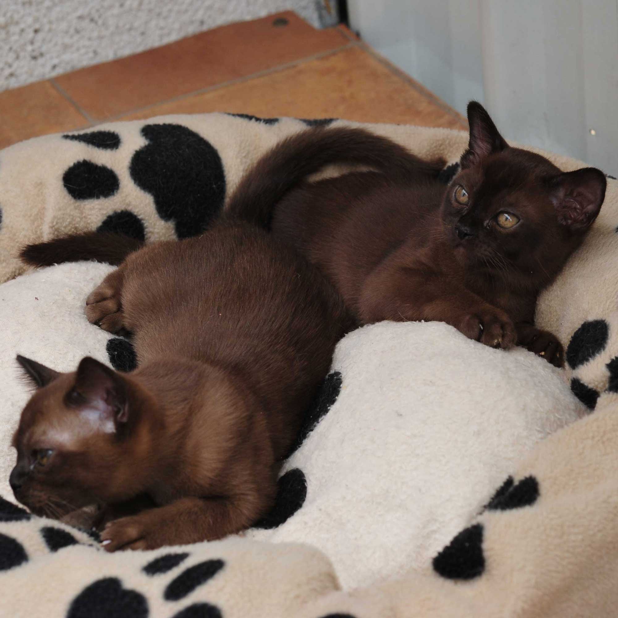 Burmese Kittens - Warbicattery - Beautiful Burmese Kittens In Canberra