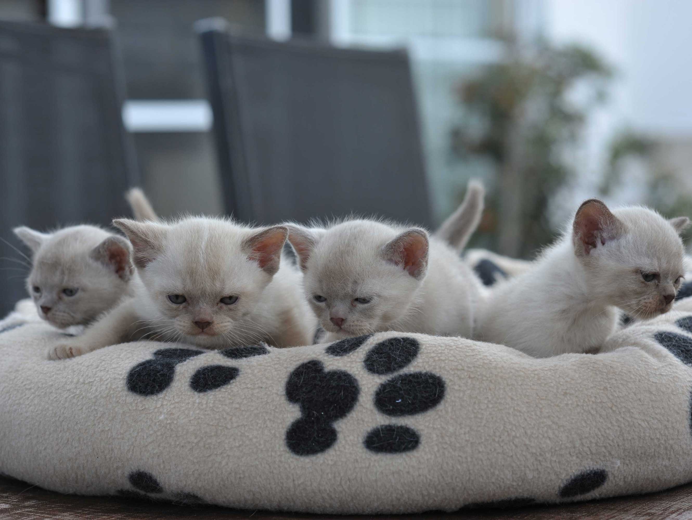 Burmese Kittens - Warbicattery - Beautiful Burmese kittens in Canberra