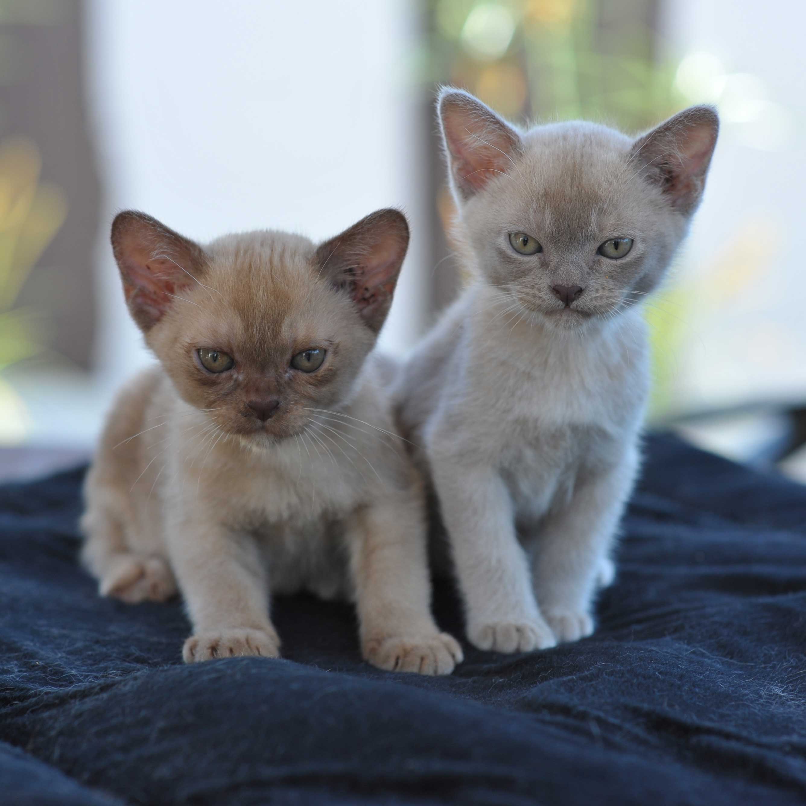 Burmese Kittens - Warbo Cattery - Beautiful Burmese Kittens